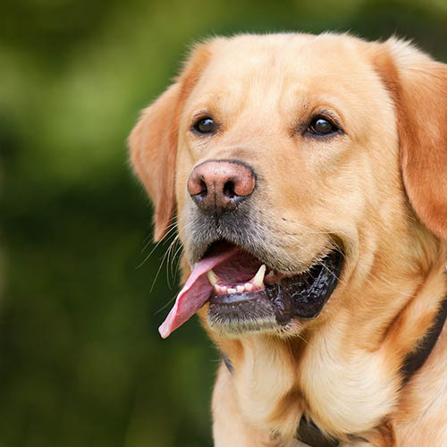  un chiot soin pharmacie Saint Julien
