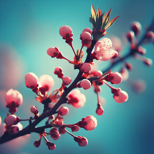 Gemmothérapie herboristerie Oissel